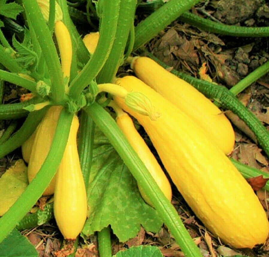 植え付け用イエローズッキーニの種