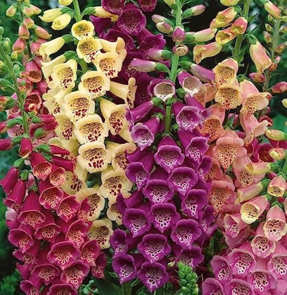 Premium Foxglove Flower Seeds for Your Garden