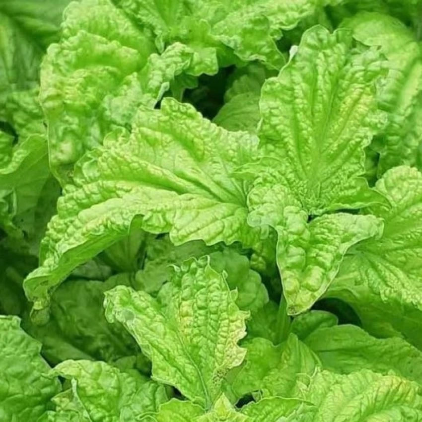 Lettuce Leaf Basil Herb Seeds
