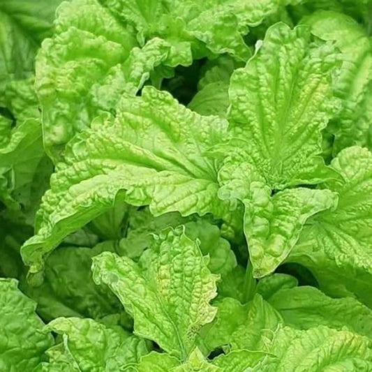 Lettuce Leaf Basil (Ocimum basilicum) Herb Seeds for Planting – Heirloom, Non-GMO, Annual, Easy to Grow