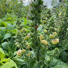 Premium Foxglove Flower Seeds for Your Garden