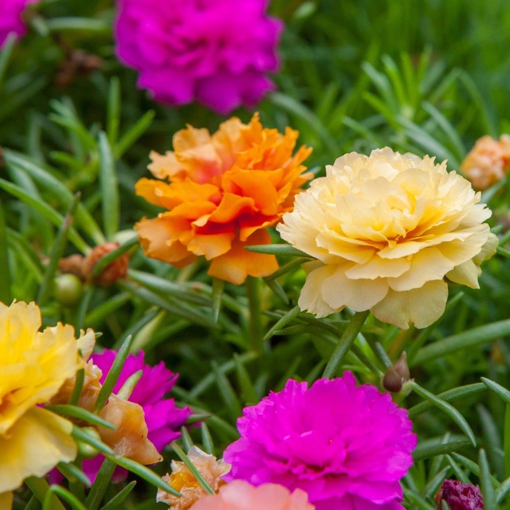 Portulaca Grandiflora Flower Seeds