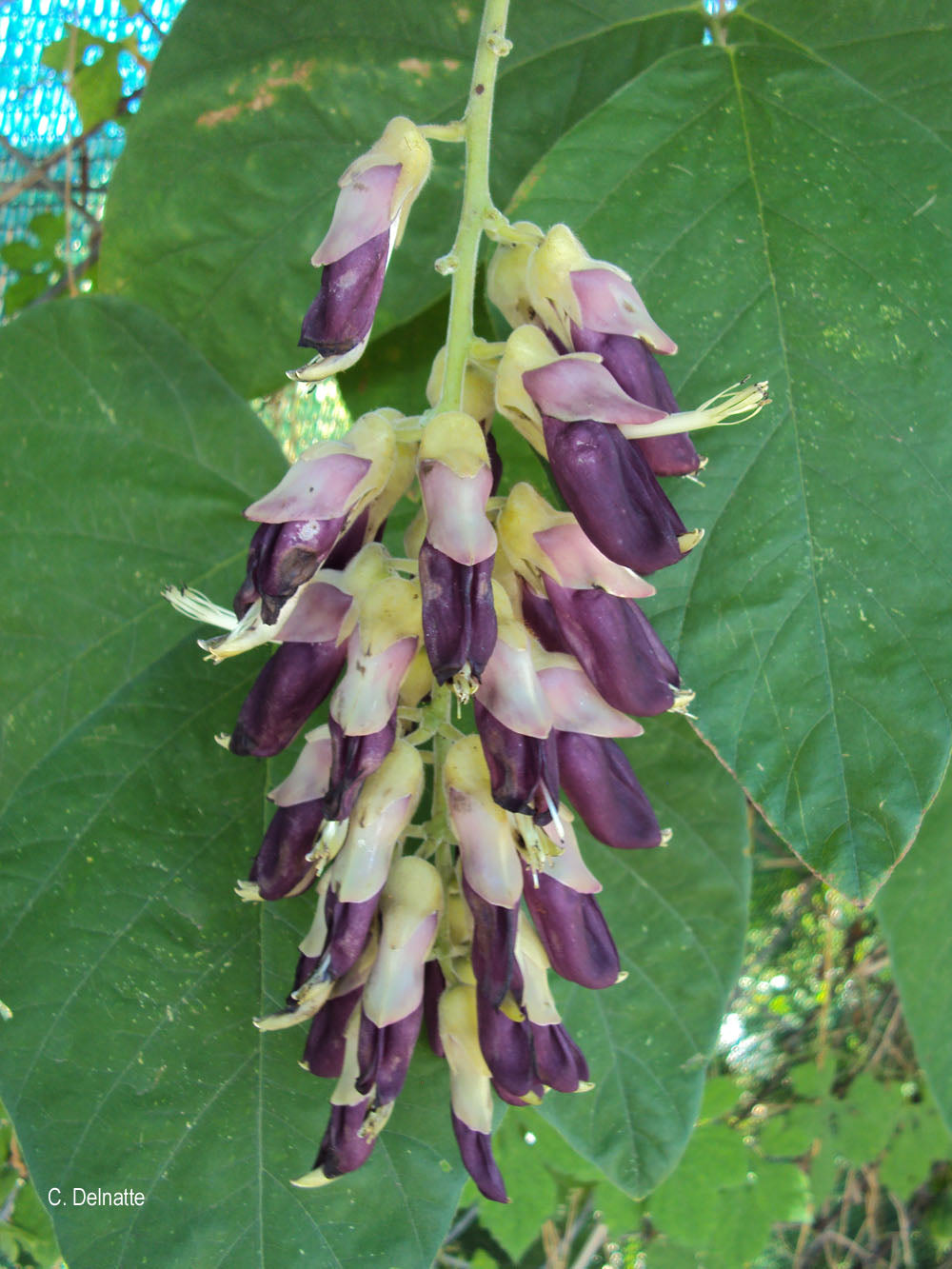 Mucuna Pruriens Velvet Bean Vegetable Seeds