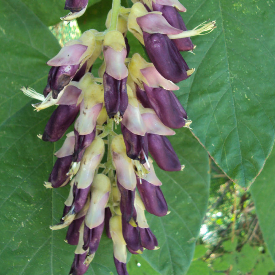 Semillas de frijol terciopelo Mucuna Pruriens