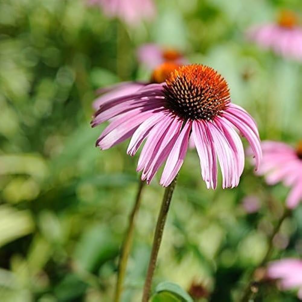 Coneflower Seeds to Brighten Your Garden