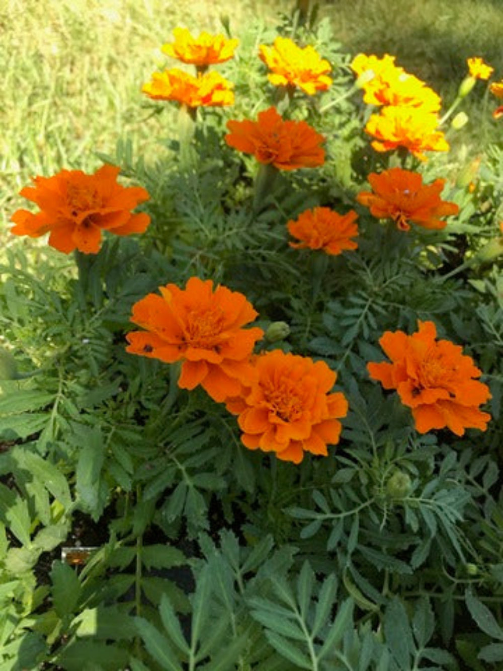 French Marigold 'Durango Tangerine' – Lively Tangerine Orange Garden Flower