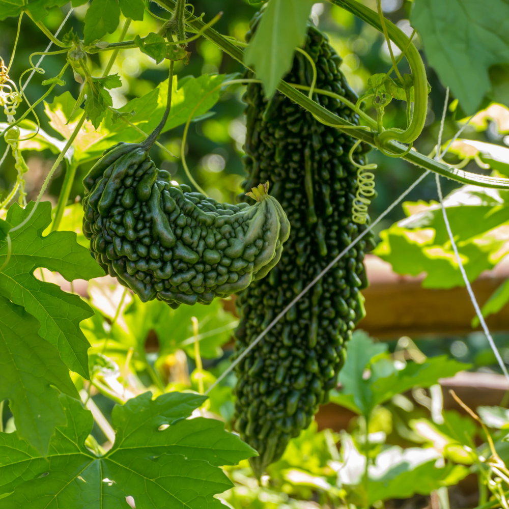 Bitter Melon Vegetable Seeds