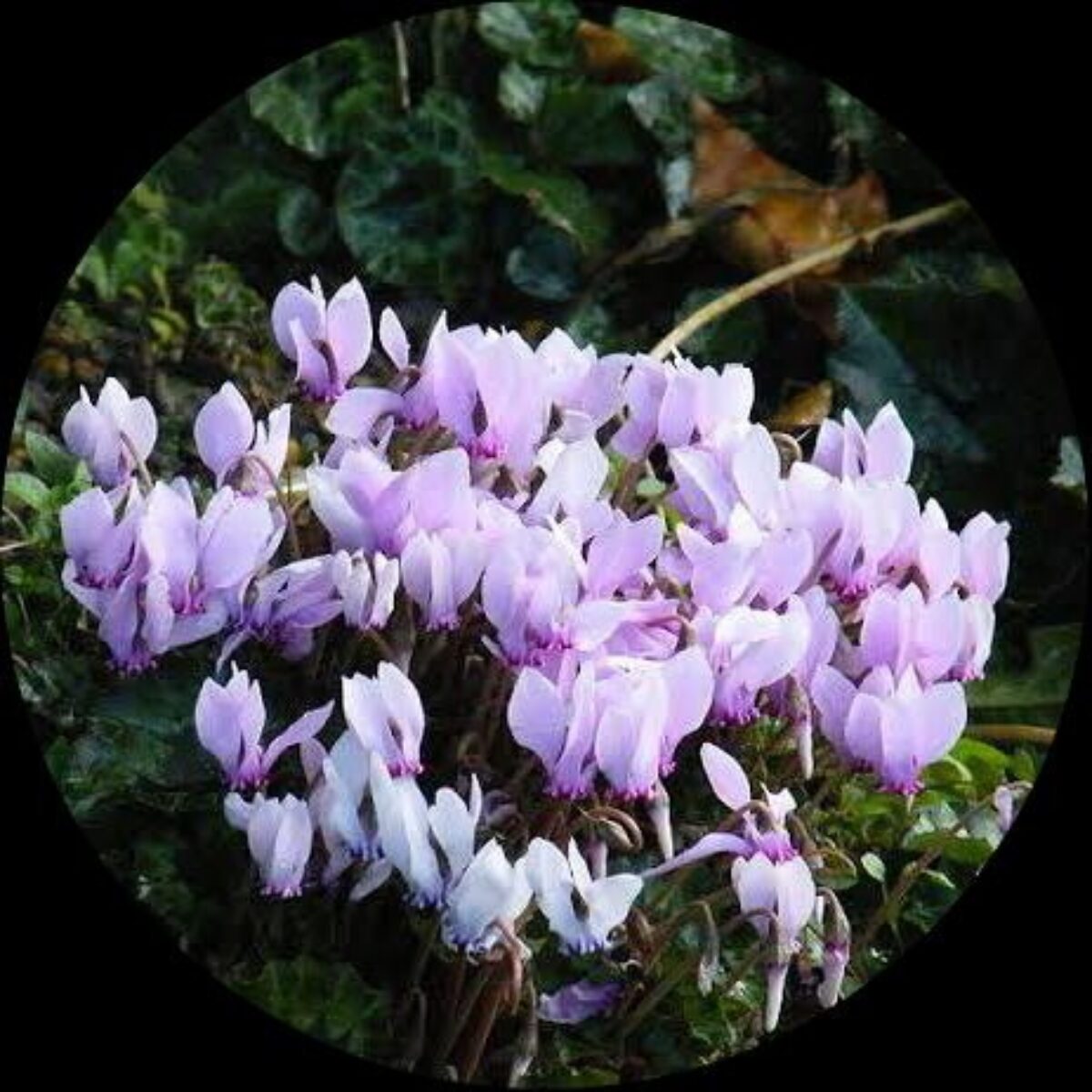 Lavender White Cyclamen Flower seeds for Planting - Wildflower Mix, Heirloom & GMO Free Seeds for Home Garden
Sale for planting in home garden.