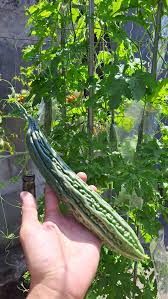 Graines de Longue Courge Amère de Melon