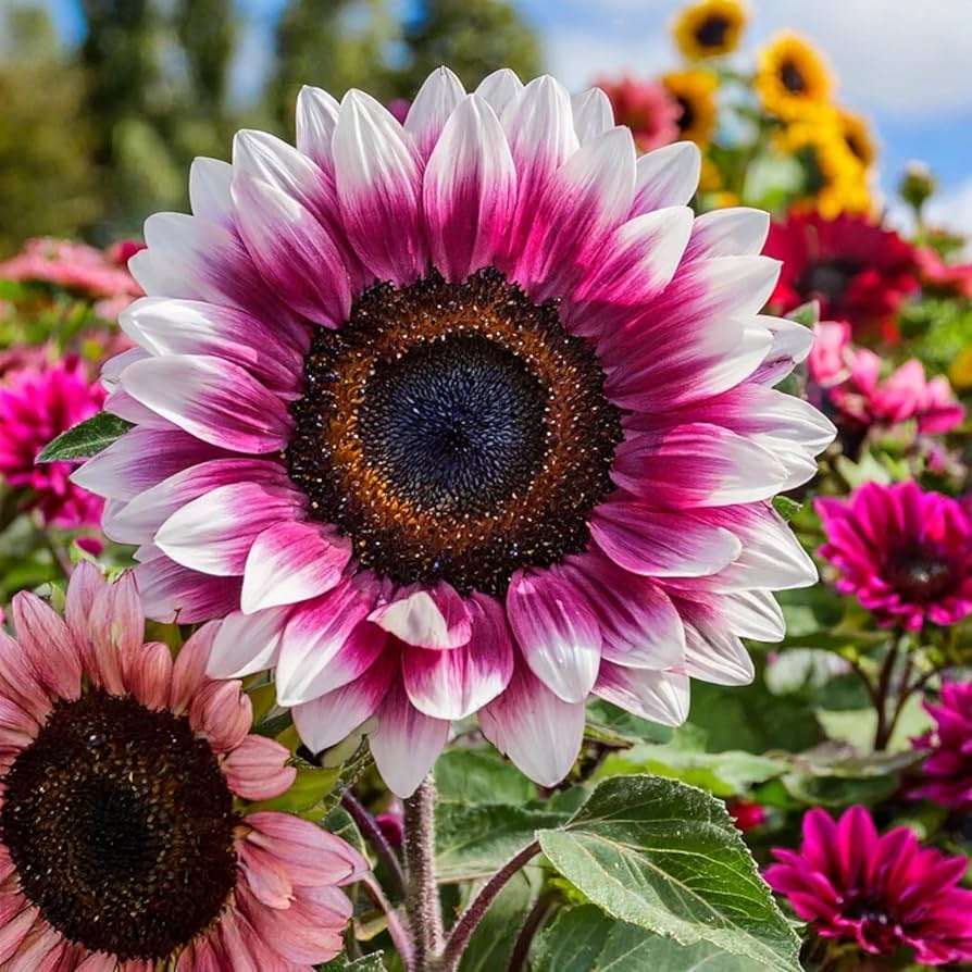 Sunflower Seeds for Planting pink mix