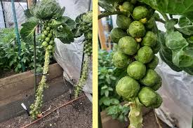 ハイブリッド芽キャベツの種子