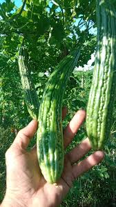 Graines de Longue Courge Amère de Melon