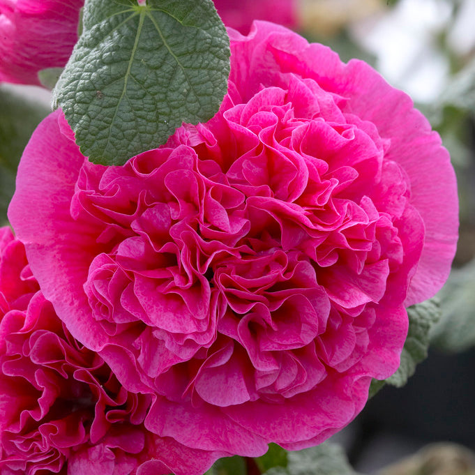 Holly Hock Flower seeds for Planting Garden Favorite Heirloom & GMO Free Seeds for Home Garden
Sale for planting in home garden
