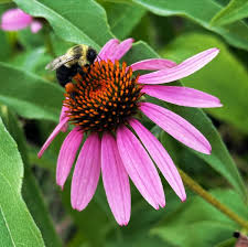 Coneflower Seeds for Attracting Bees and Butterflies