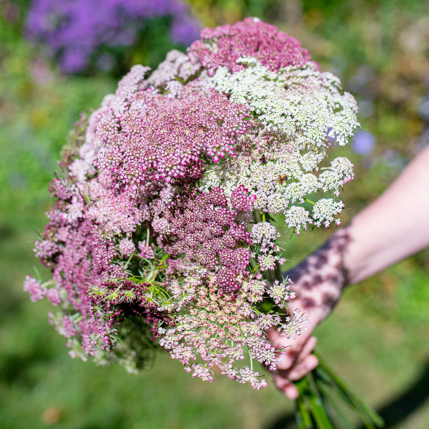 Queen Anne's Lace Flower Seeds