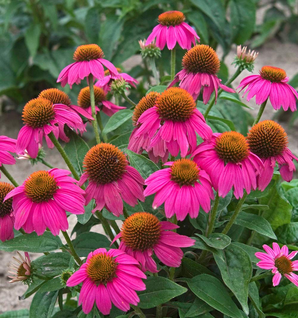 Bulk Coneflower Seeds Create a Stunning Natural Landscape