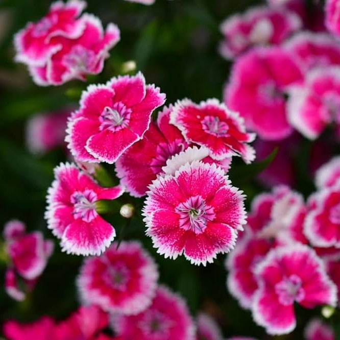 Semillas de flor de Saintpaulia rosa y blanca para plantar - Semillas resistentes a la sequía, tradicionales y libres de organismos modificados genéticamente para jardín doméstico