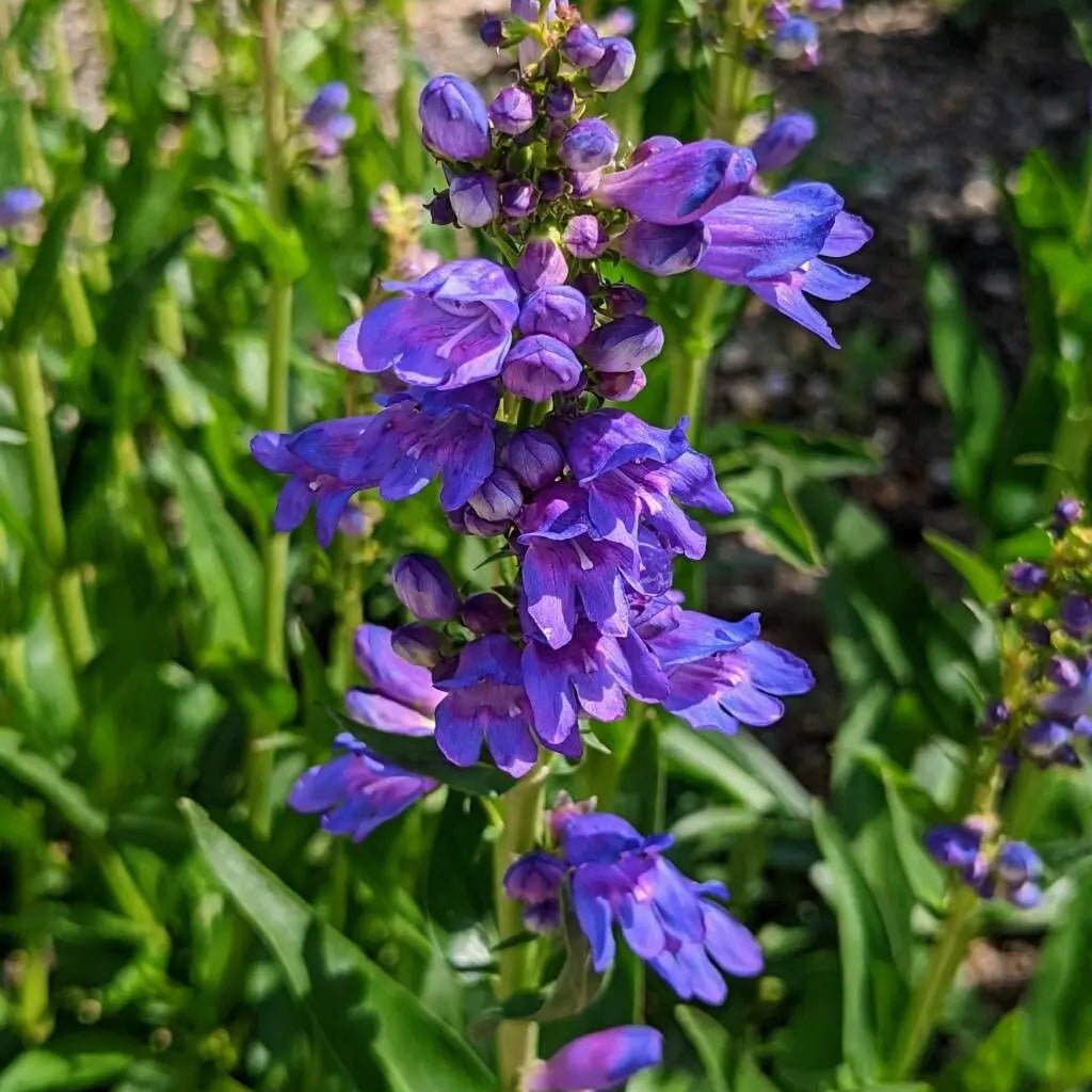 Penstemon Strictus Flower Seeds