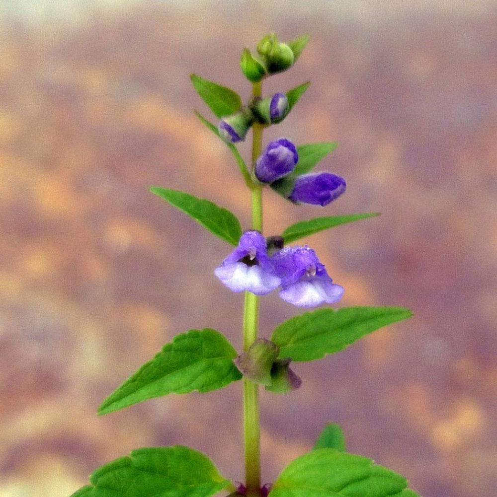 Mad Dog Skullcap Flower Seeds