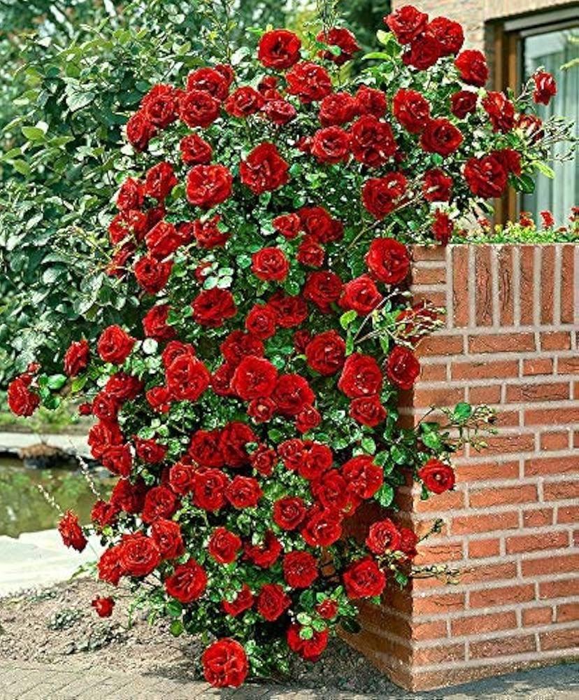 Red Rose Seeds – For Outdoor Planting