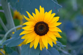Sunflower Seeds for Planting to Plant Yellow FLowers