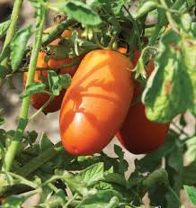 Semi di pomodoro San Marzano biologici