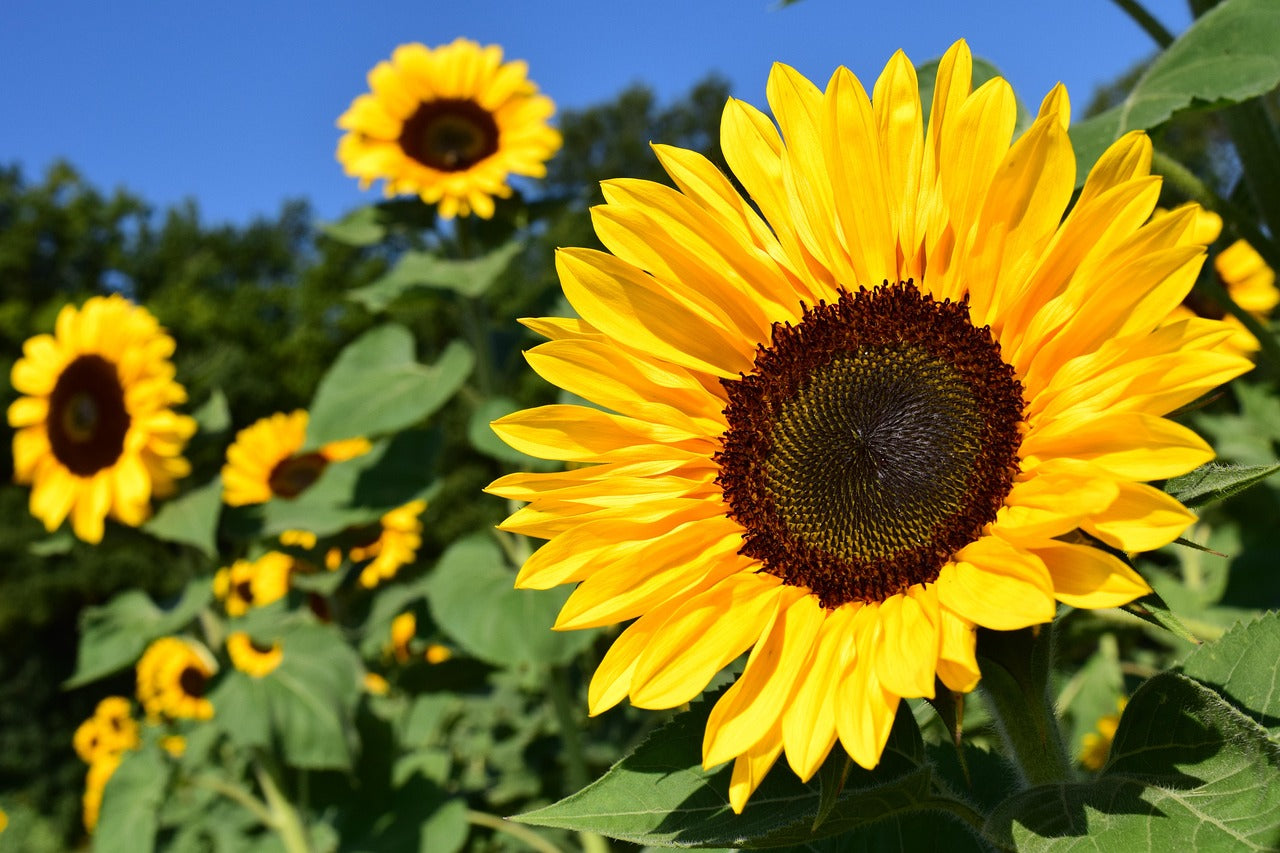 Sunflower Seeds for Planting to Plant Yellow FLowers