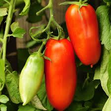 Semi di pomodoro San Marzano biologici