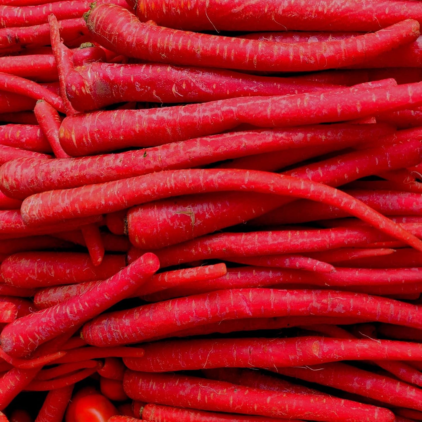 Vegetable Carrot Seeds for Home Gardening