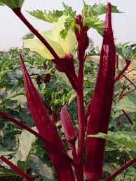 Piante di Okra Rossa nel Tuo Orto Domestico
