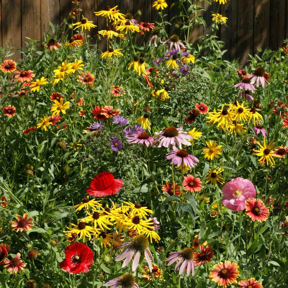 Daisy Wildflower Mix