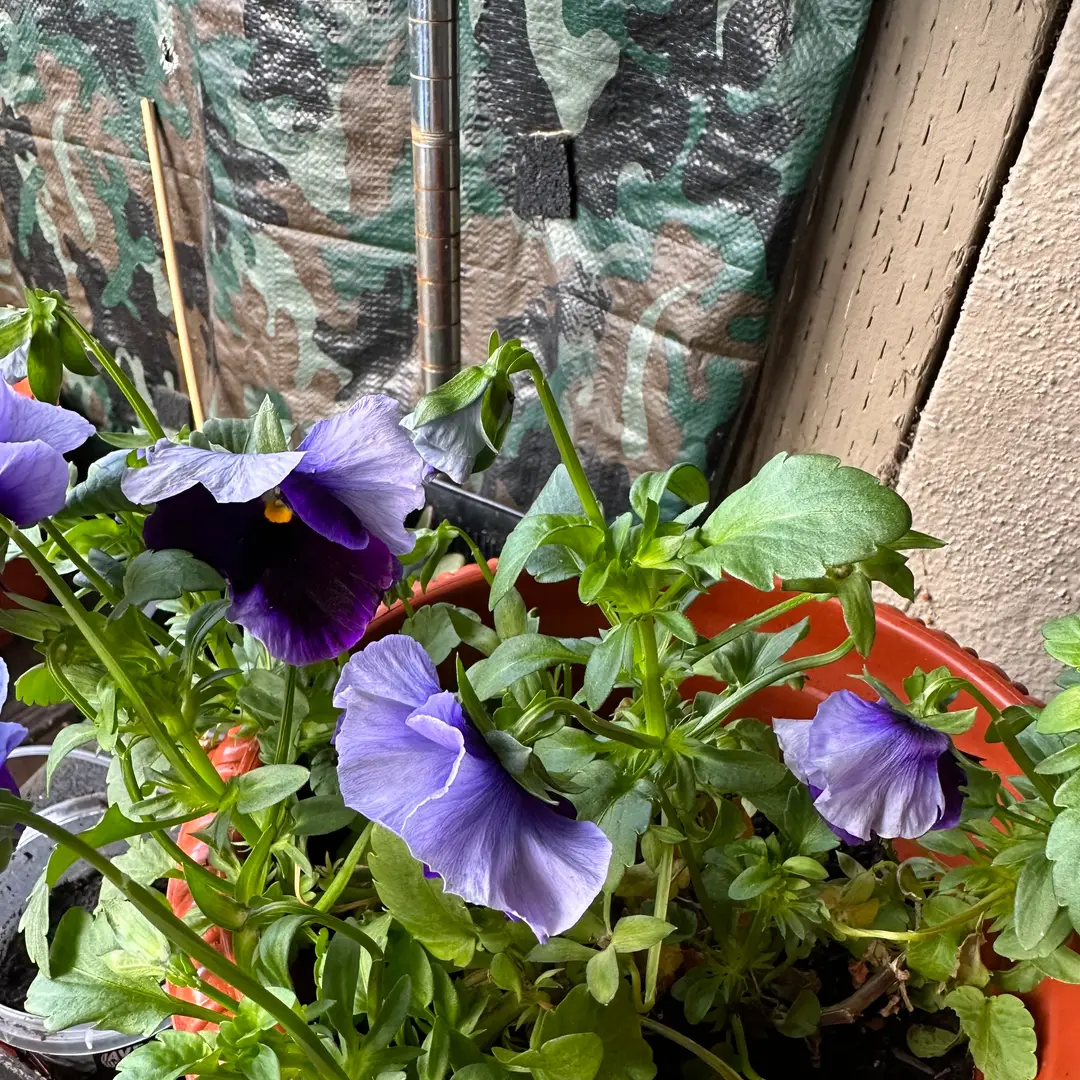 Pansy Majestic Giant Blue Jeans Flower Seeds