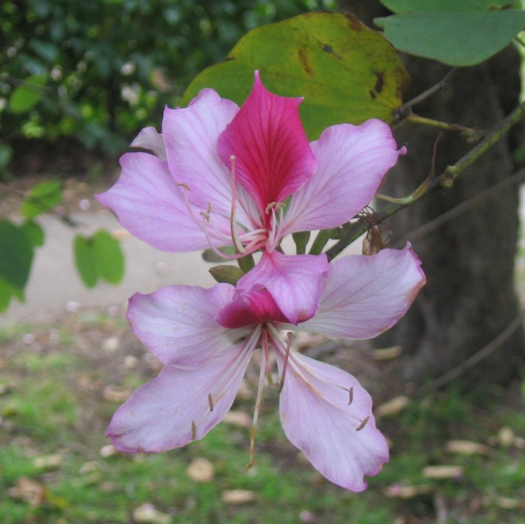 Pink Bauhinia Variegata Flower Seeds
