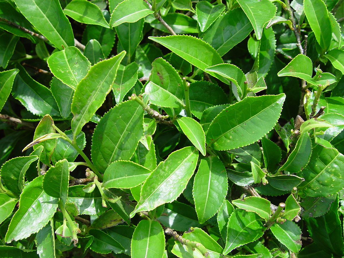 Green Tea Plant Seeds