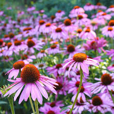 Buy Coneflower Seeds Online Eco Friendly Garden Choices