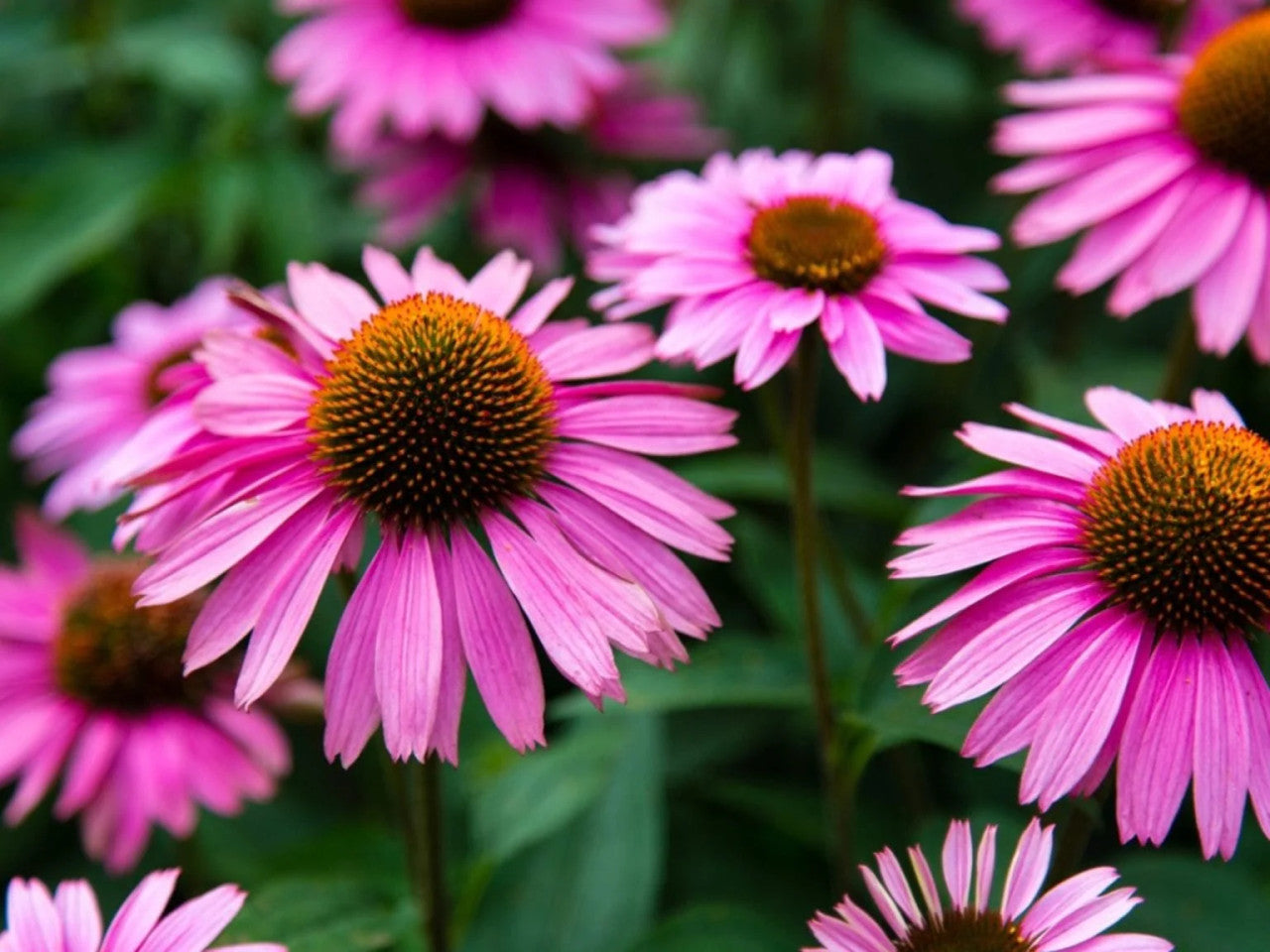 Buy Coneflower Seeds Online Eco Friendly Garden Choices