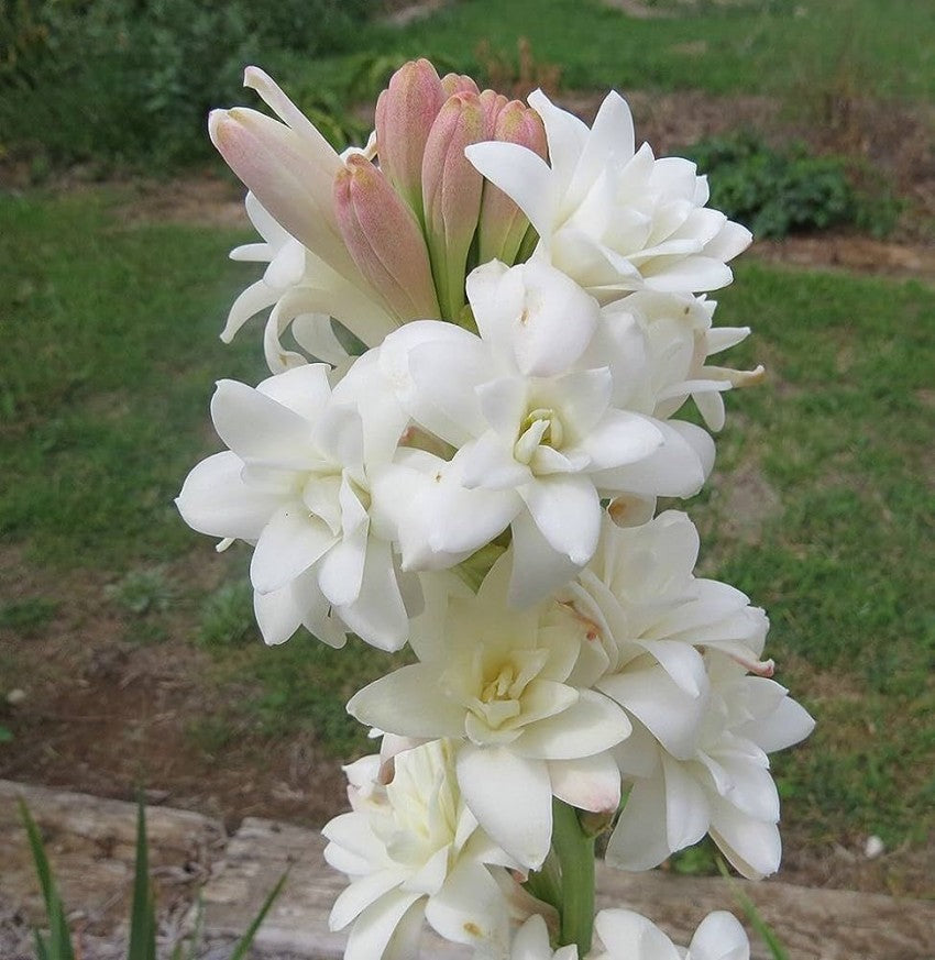 Asperata Flower seeds for Planting - Hardy Variety, Heirloom & GMO Free Seeds for Home Garden
Sale for planting in home garden.