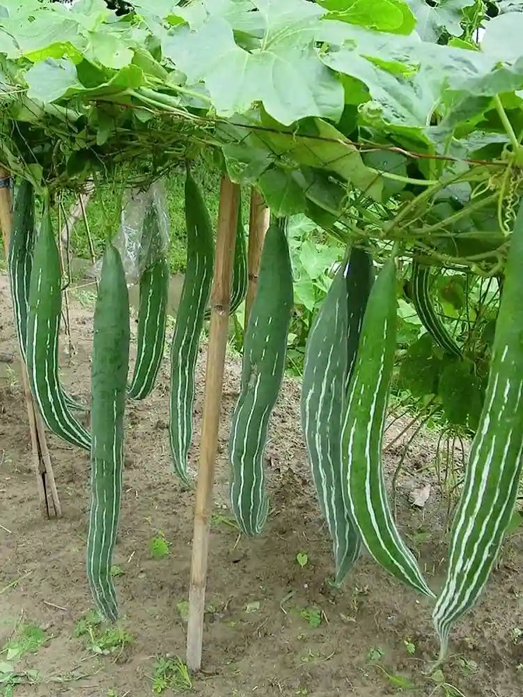 Snake Gourd Vegetable Seeds
