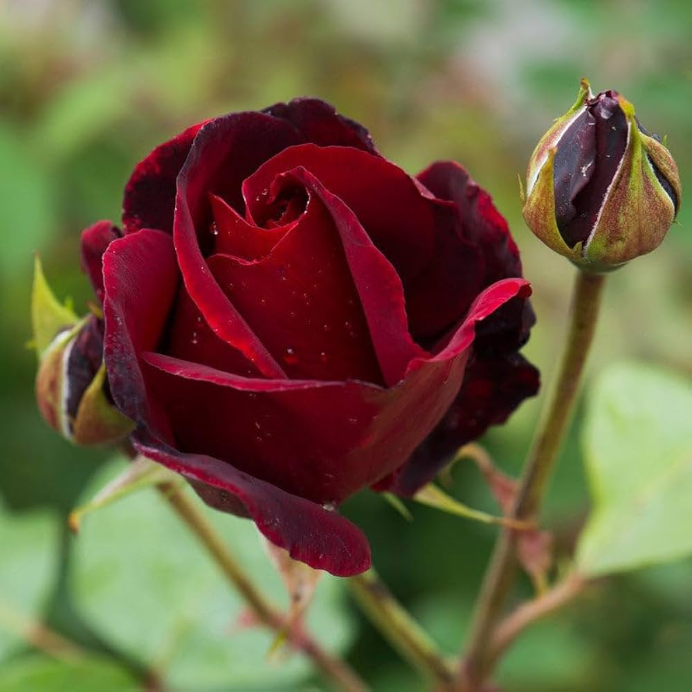 red rose seeds Marron Rose Seeds for Planting – Heirloom, Non-GMO, Easy to Grow, Outd – Pure Asia Seeds