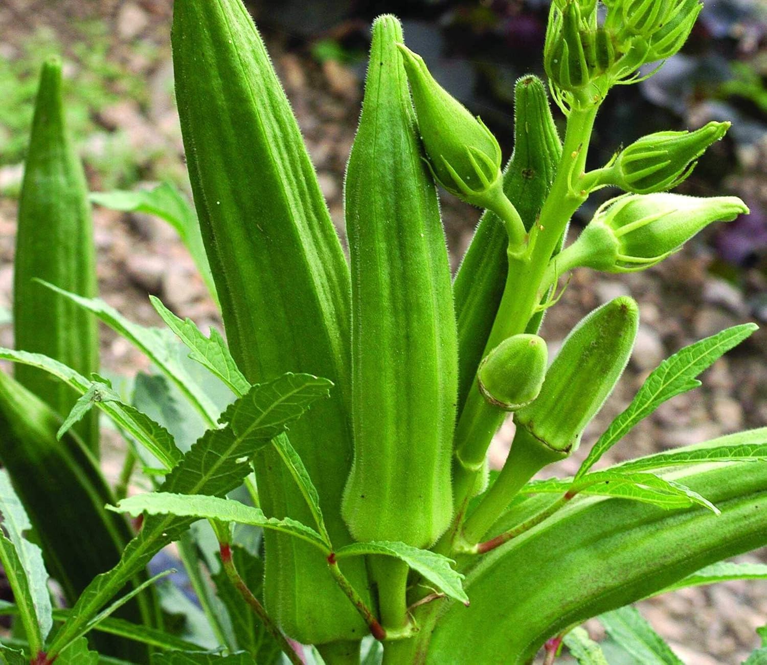 okra from seed to plant Okra Seed for Planting – Non-GMO, Heirloom, Easy to Grow, Edible – Pure Asia Seeds