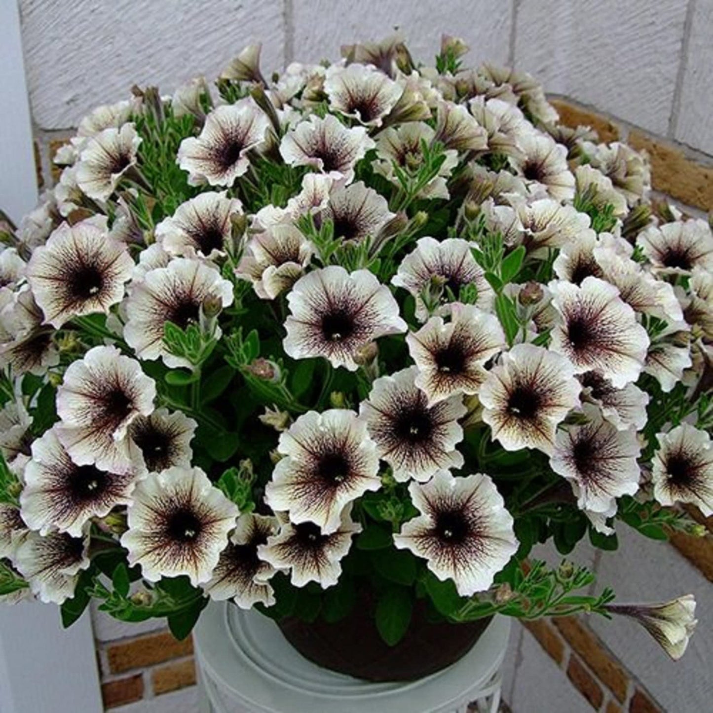 Petunia Flower Seeds for Planting Black and white
