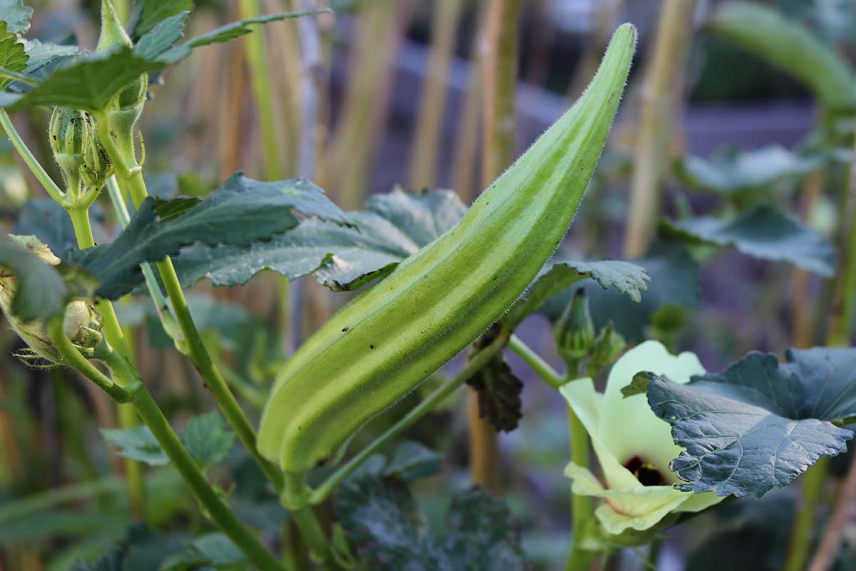 Semi di Okra - Varietà Ereditaria Non-OGM