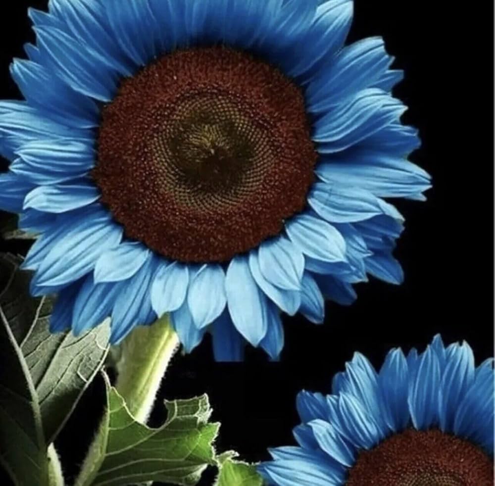 Sunflower Seeds for Planting to Plant Blue