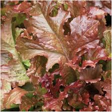 Lettuce Seed Collection – Variety Pack