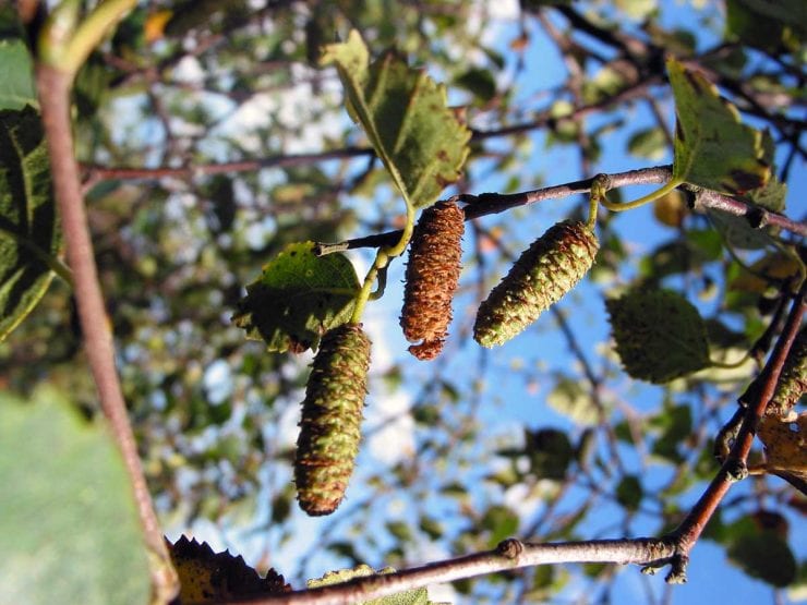 White Paper Birch Tree Seeds