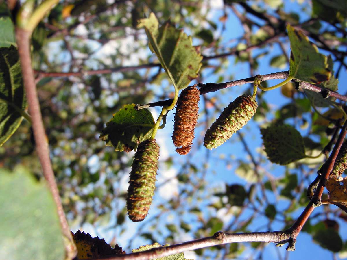 White Paper Birch Tree Seeds