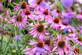Coneflower Seeds for Every Garden