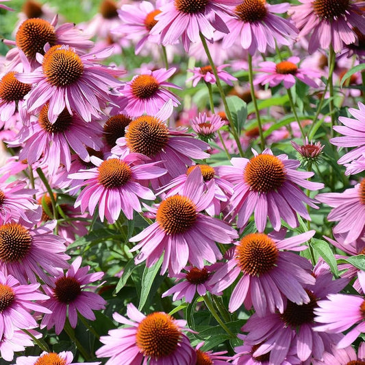 Best Coneflower Seeds for Pollinator-Friendly Gardens – Heirloom, Non-GMO, Perennial