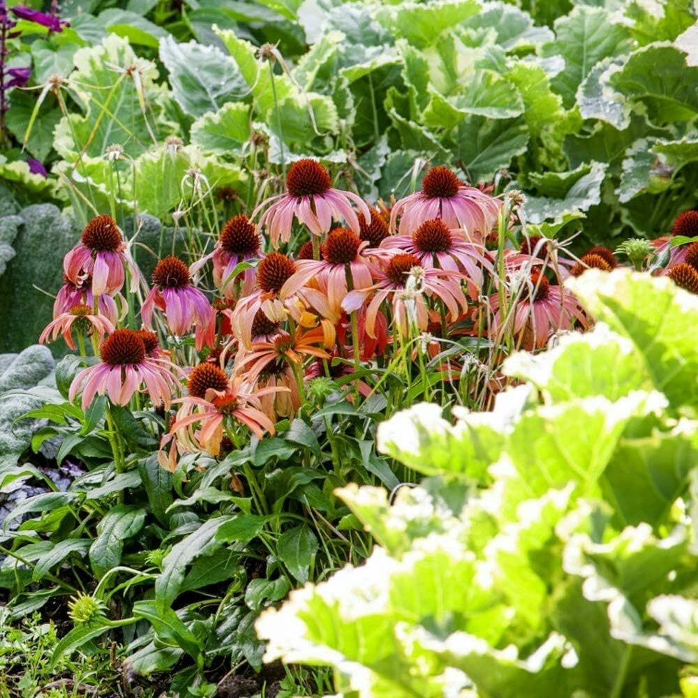 Best Coneflower Seeds for a Pollinator Friendly Garden