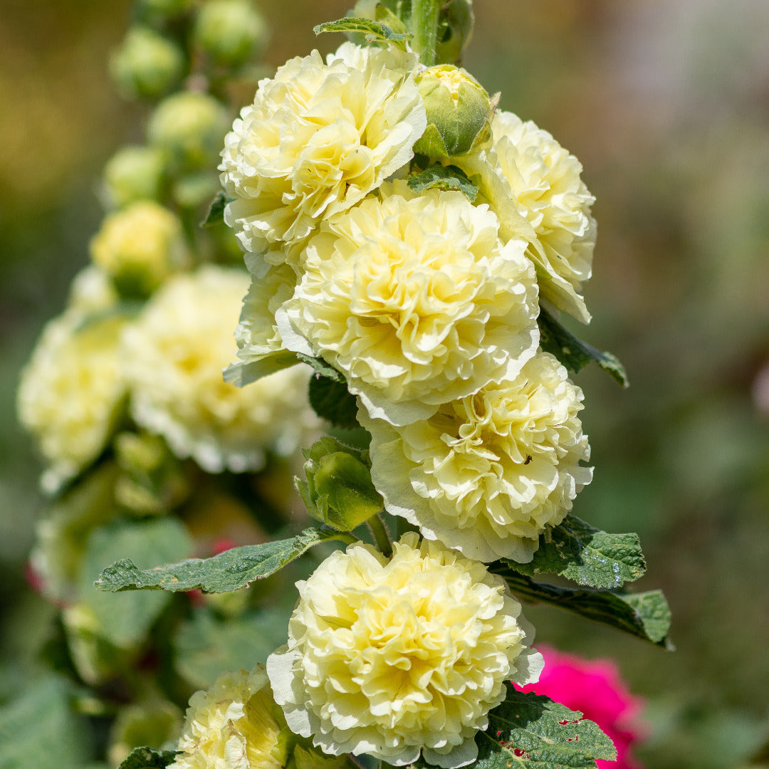 Yellow Hollyhock Flower Seeds